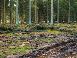 Pfützen auf dem verdichteten Waldboden