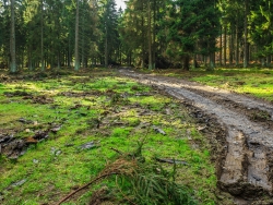 Fahr- und Rückespuren auf dem Waldboden