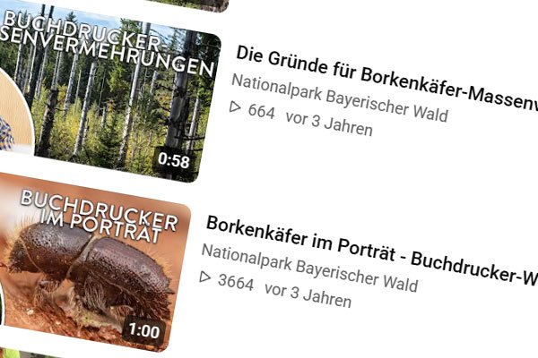 Buchdrucker-Wissen-2