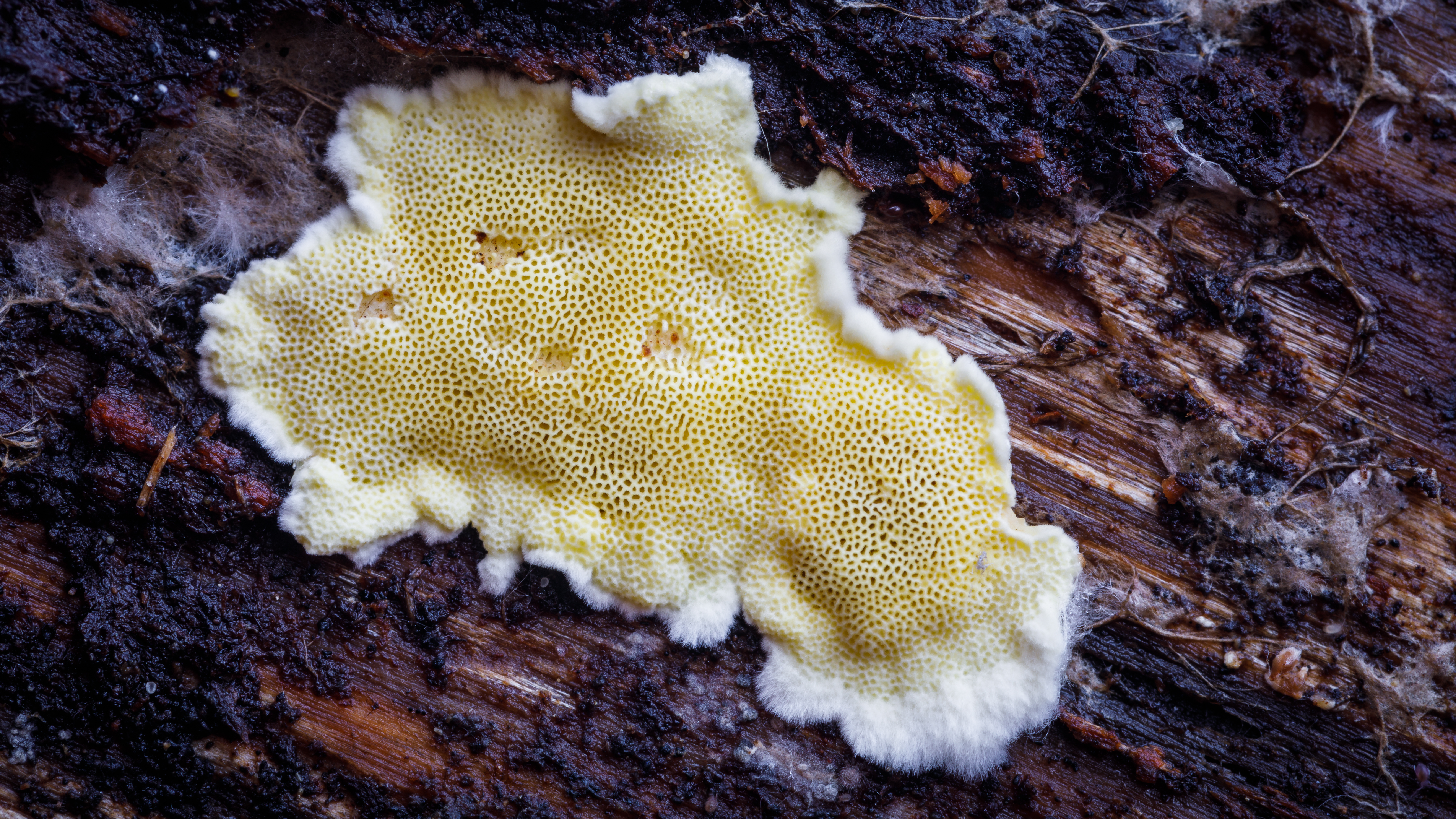 zitronengelbe Tramete (Antrodiella citrinella)