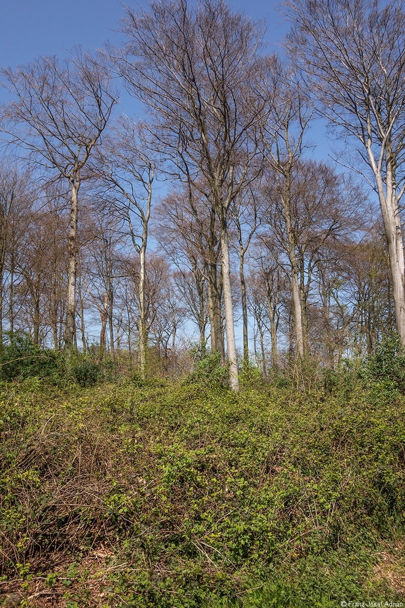 Brombeere_2