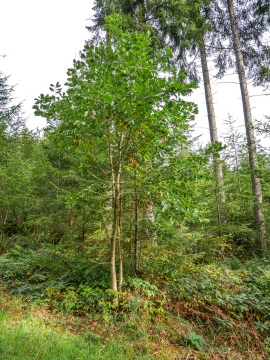 Brabecke-Eichen-1