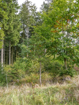 Brabecke-Eichen-2