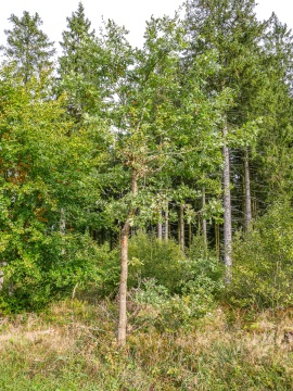 Brabecke-Eichen-3
