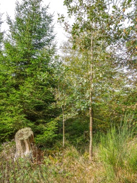 Brabecke-Eichen-4