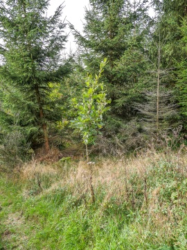 Brabecke-Eichen-5