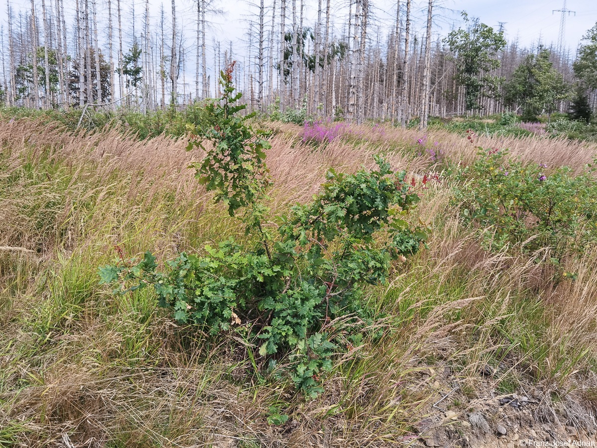Braunlage-Wildverbiss-10