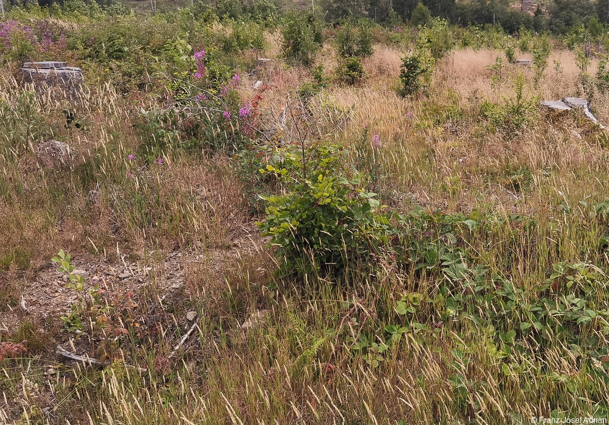 Braunlage-Wildverbiss-11