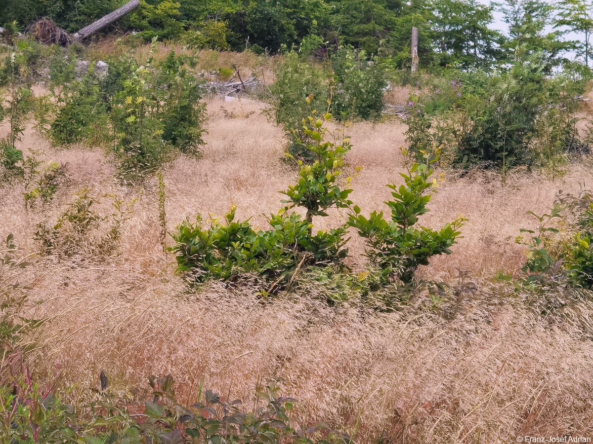Braunlage-Wildverbiss-12