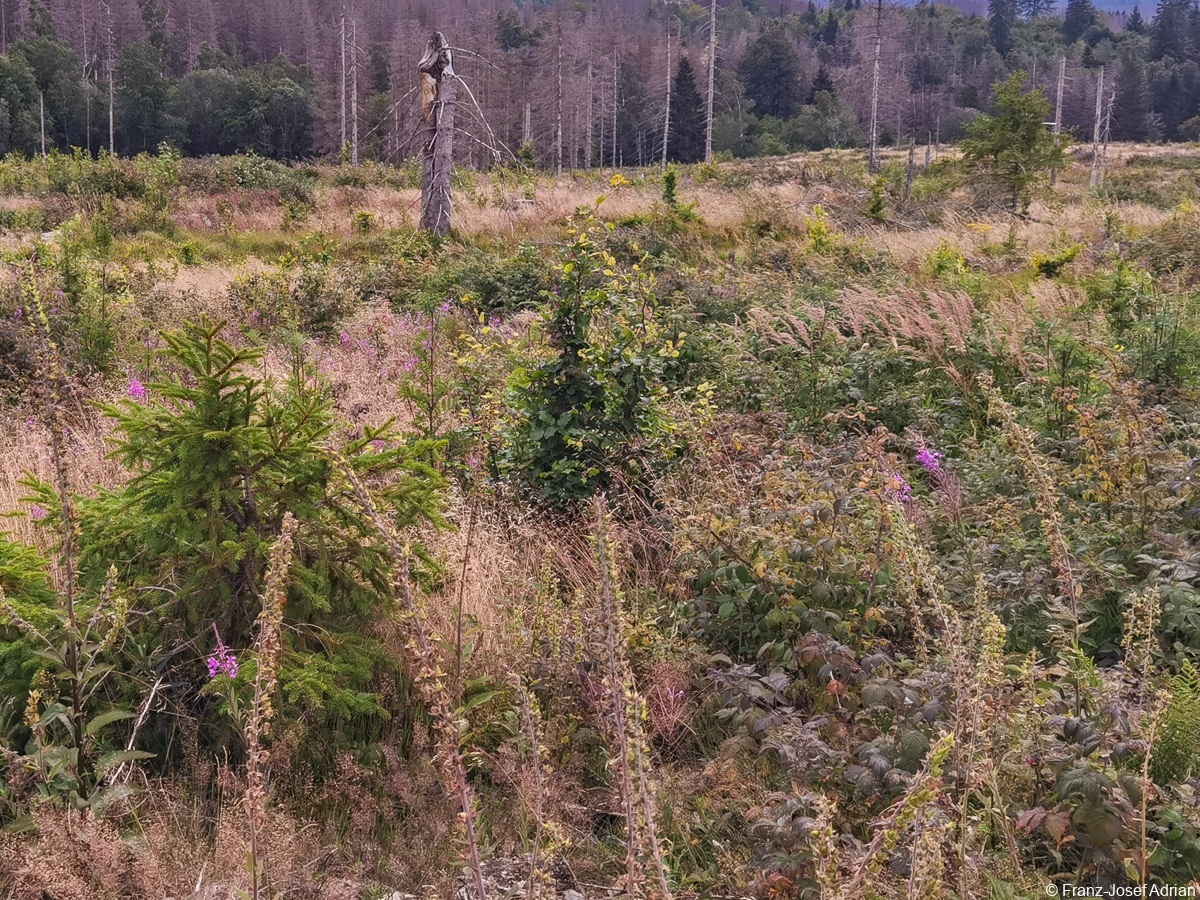 Braunlage-Wildverbiss-13