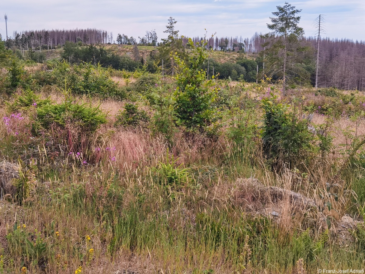 Braunlage-Wildverbiss-14