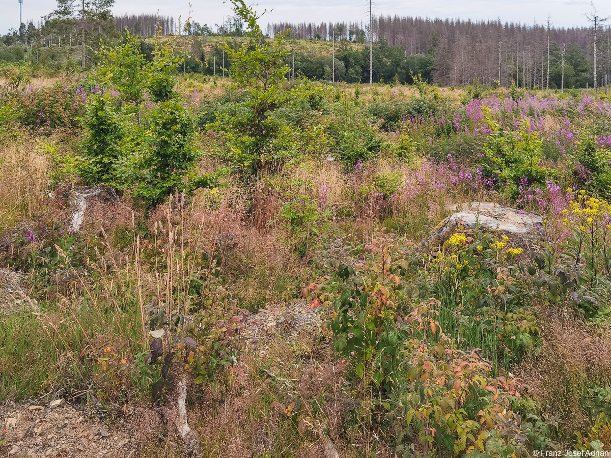 Braunlage-Wildverbiss-17