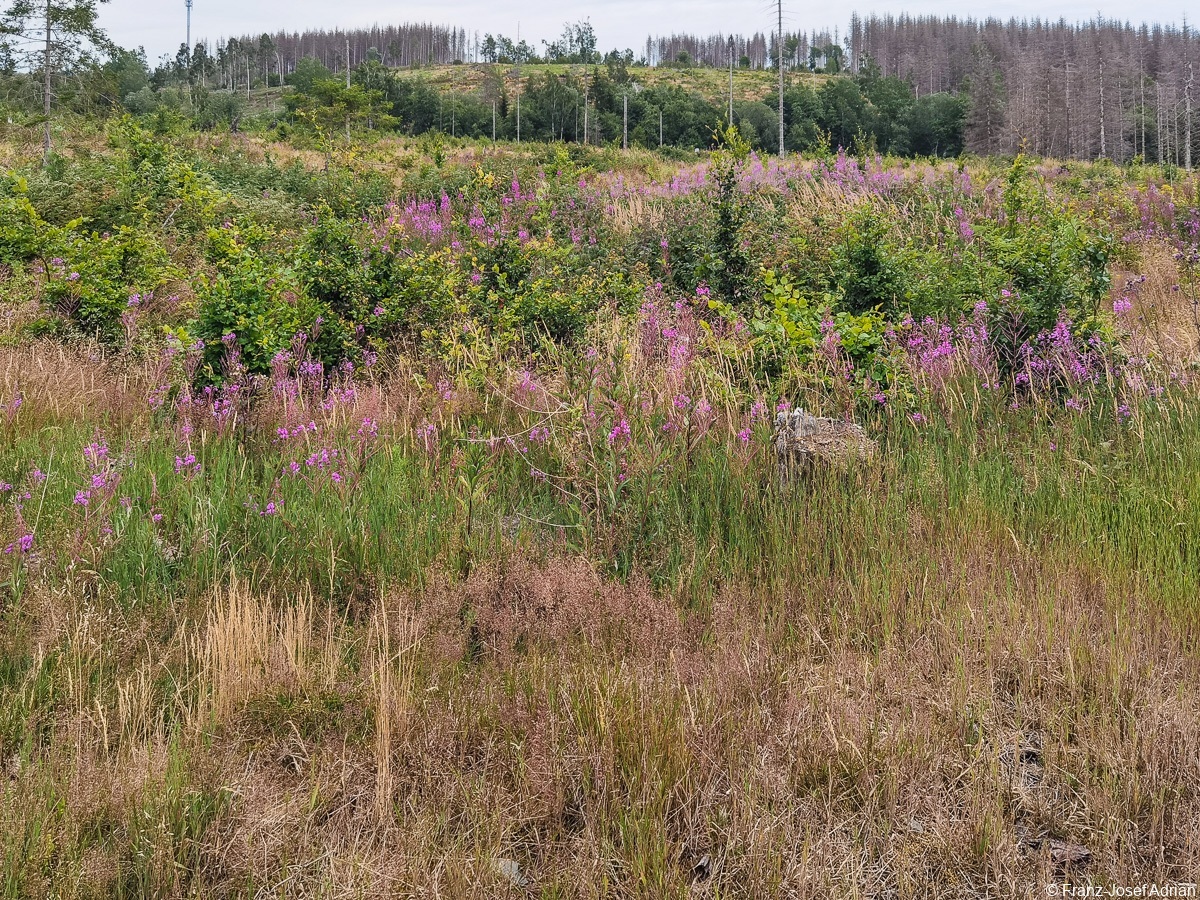 Braunlage-Wildverbiss-18