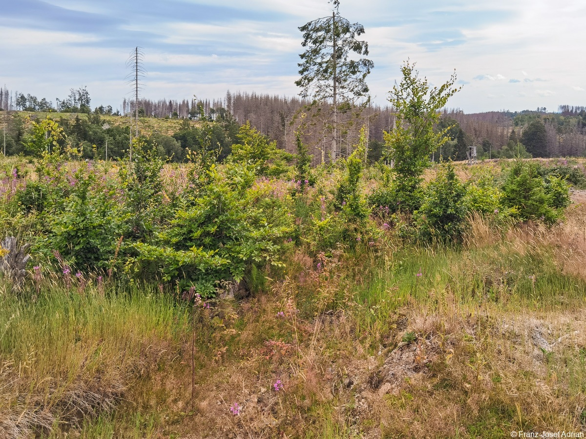 Braunlage-Wildverbiss-19
