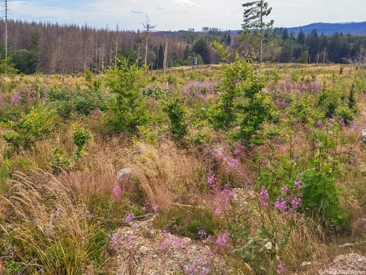 Braunlage-Wildverbiss-21