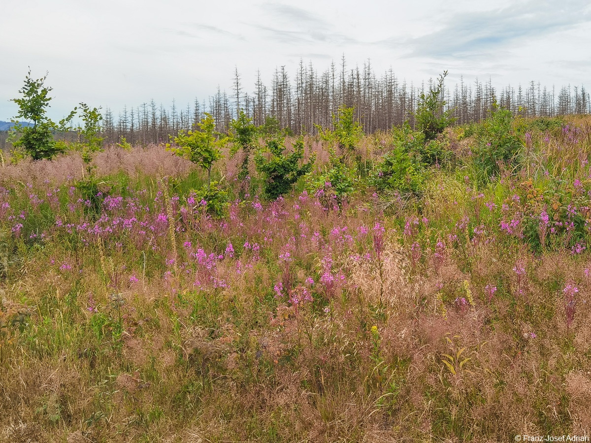 Braunlage-Wildverbiss-22