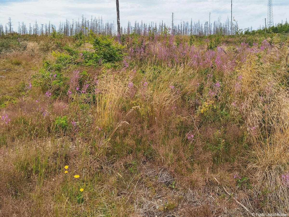 Braunlage-Wildverbiss-23
