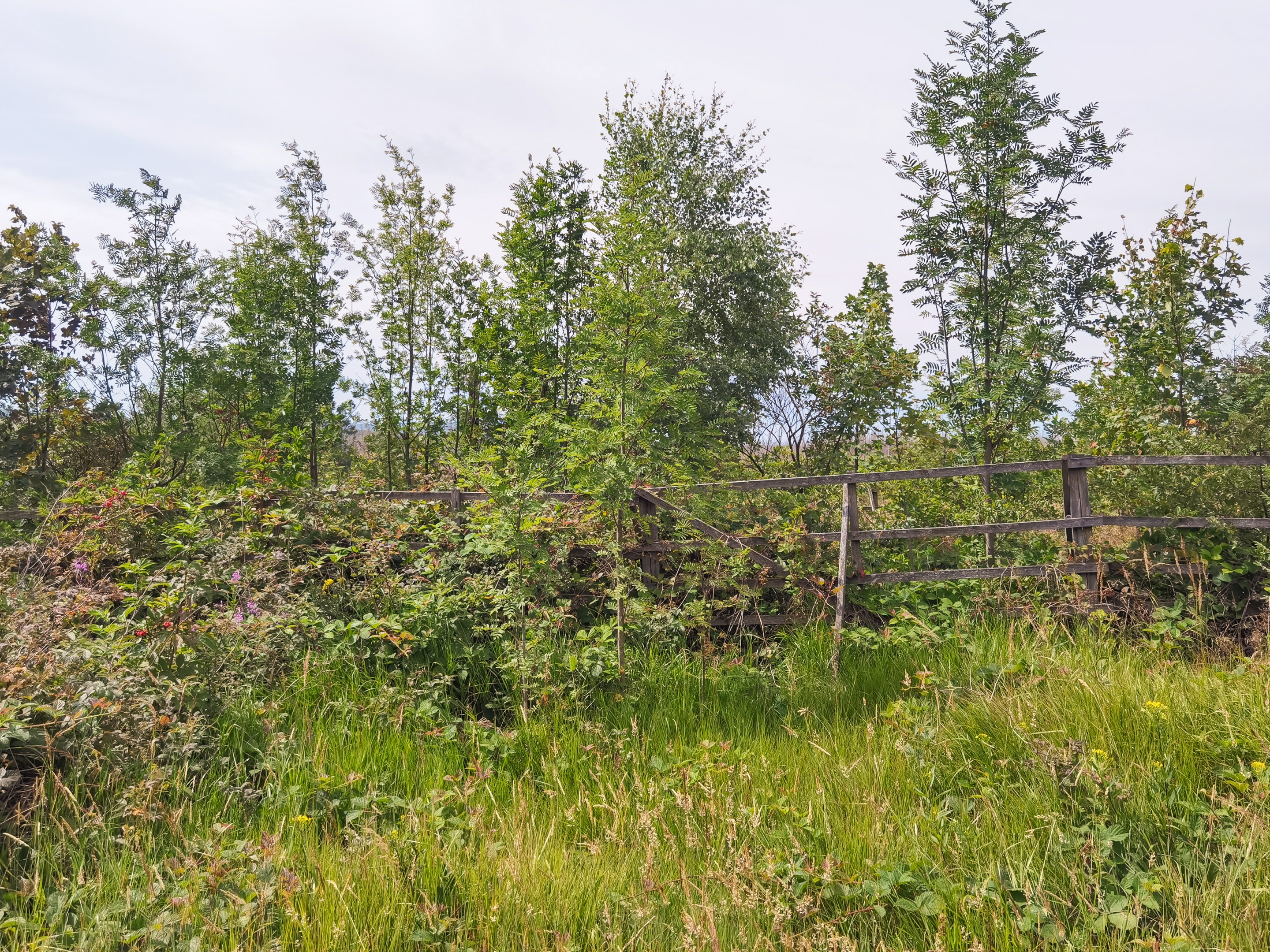 Braunlage-Wildverbiss-4K-2