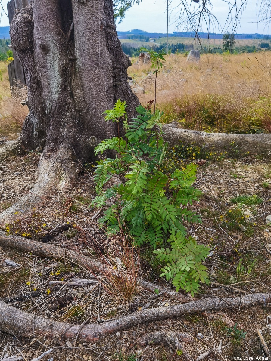 Braunlage-Wildverbiss-5