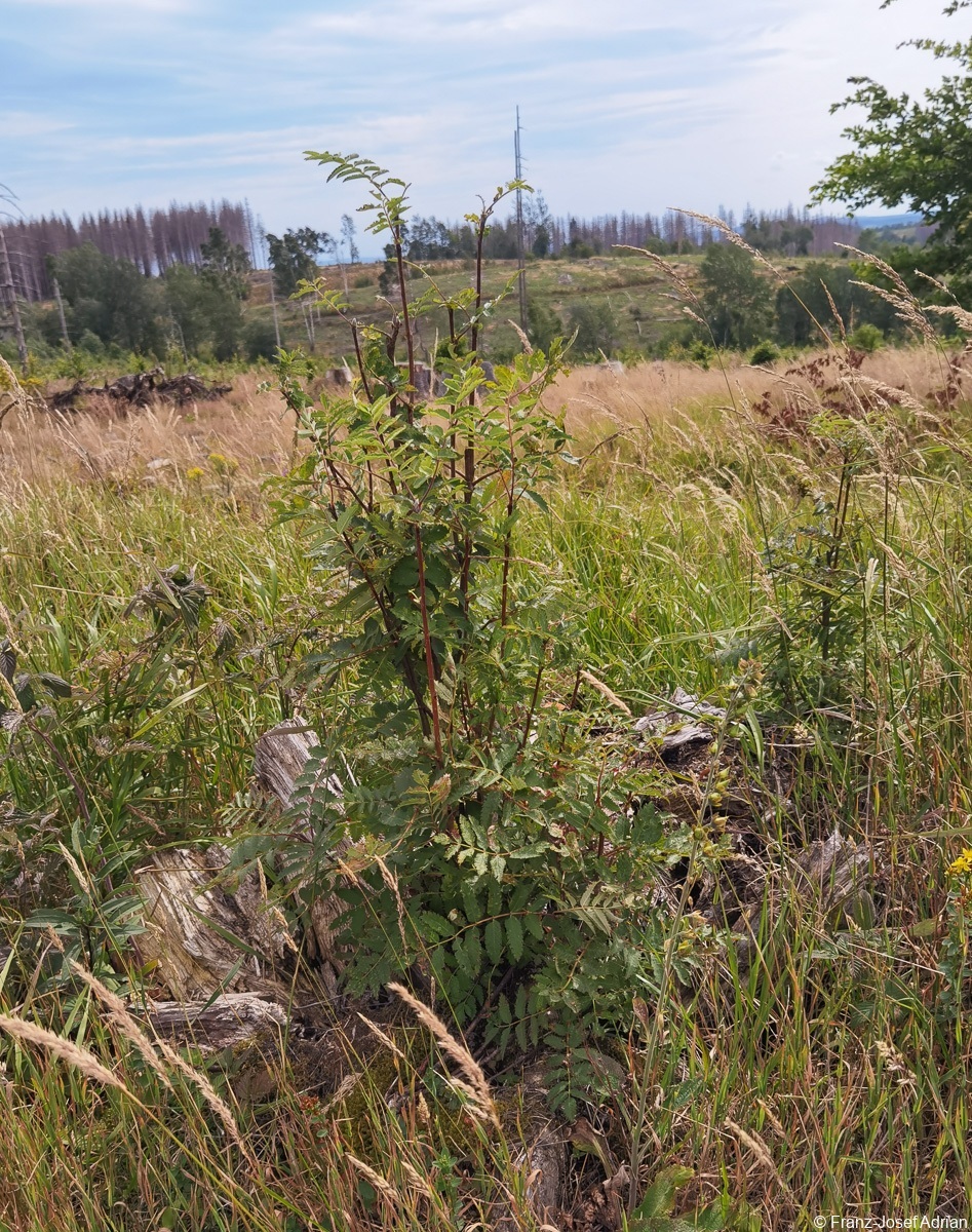 Braunlage-Wildverbiss-7