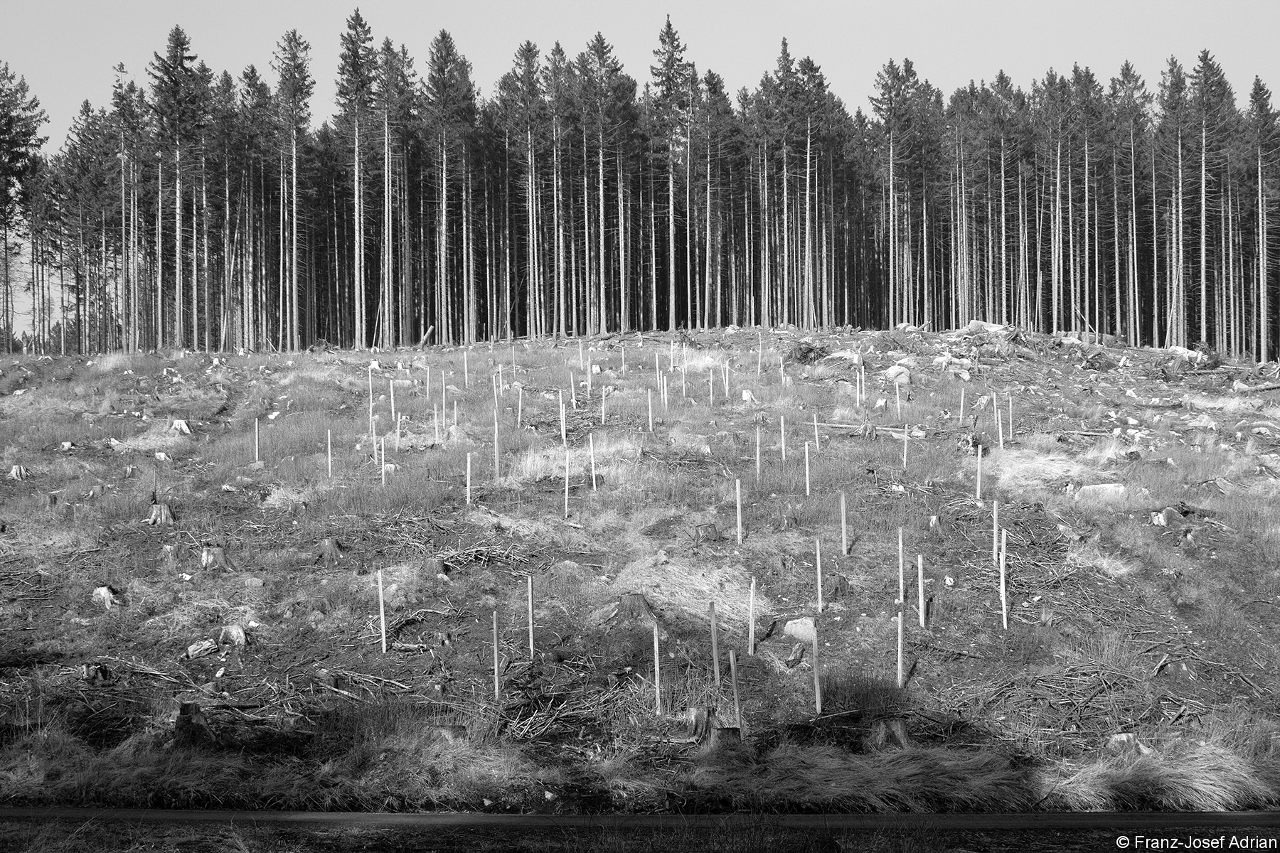 Wildschutzzäune um jeden einzelnen Laubbaum an der Bremer Hütte