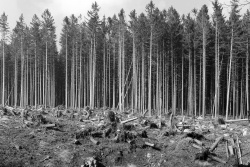 alle Fichtenstämme wurden geerntet