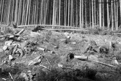 als hätten Riesen auf der Fläche gewütet