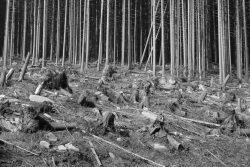 auch der Kronenabfall wurde von der Fläche geräumt