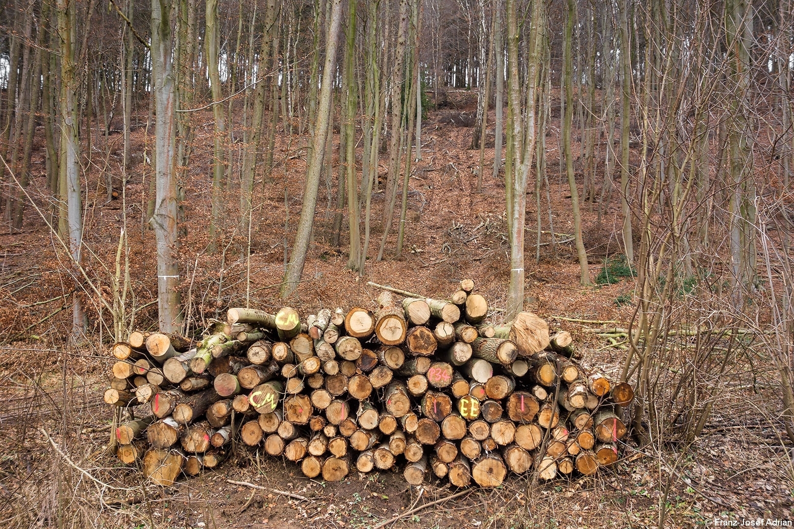 Harvester_Rueckegasse_Porta_Westfalica_01