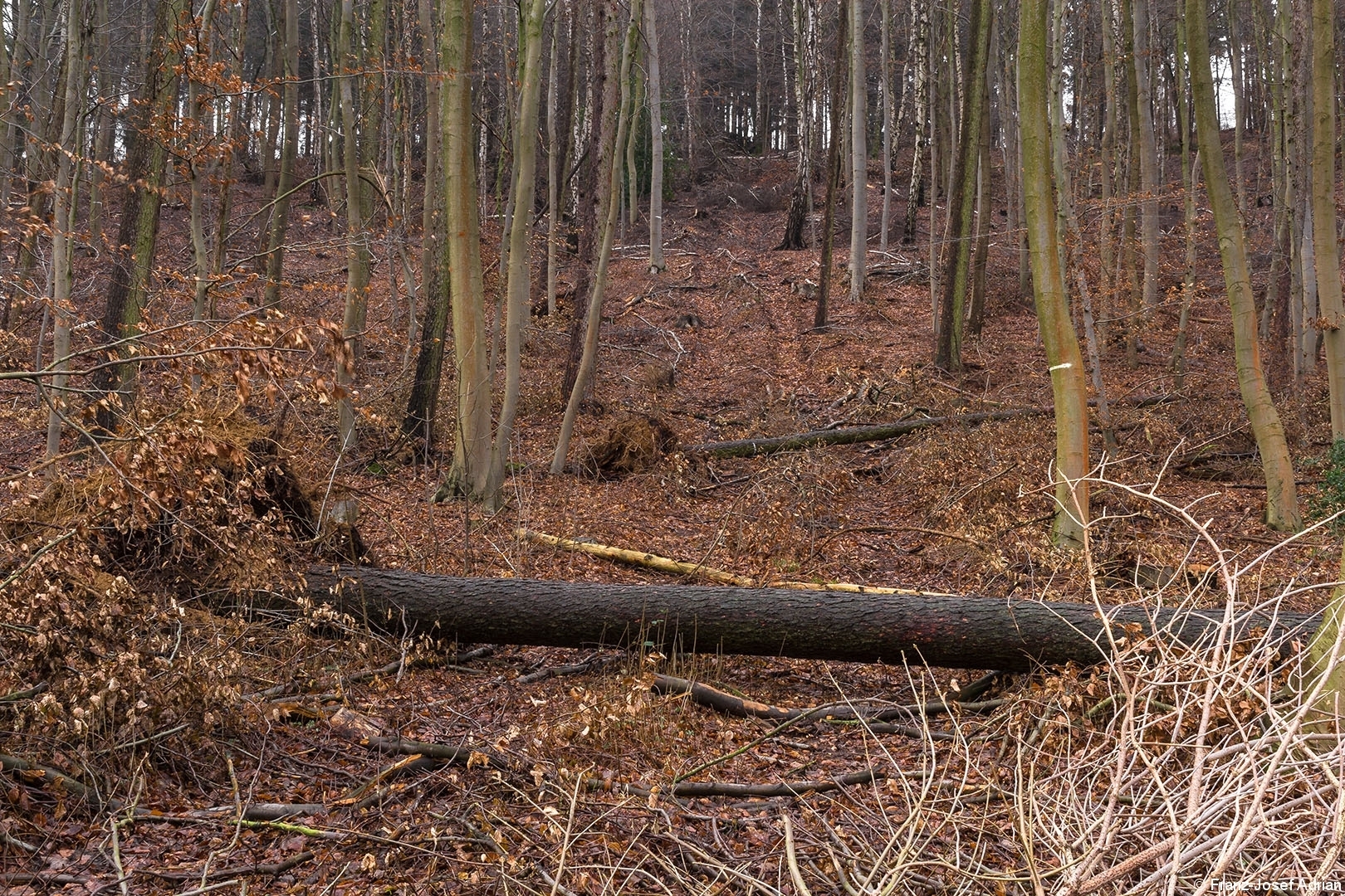 Harvester_Rueckegasse_Porta_Westfalica_02