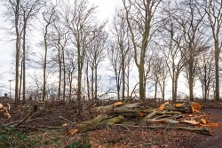 Kronenabfallholz vor Restbäumen mit Fällungsschäden