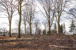 Baumabstände wie auf einer Streuobstwiese