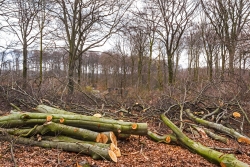 Verwandlung eines Buchenwalds in Brennholz
