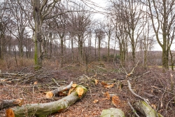 aufgerissener Waldrand