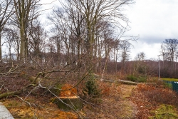 Zerstörung des geschlossenen Waldrands durch Fällungen