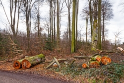 gefällter Habitatbaum mit Höhle links