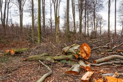 Naturschutz in Bottrop: inmitten der Verwüstung ein alter Hochstubben