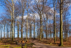 Blick auf den östlichen Rand des Wäldchens