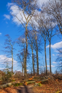 ein Wald löchrig wie ein Schweizer Käse