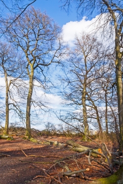 Baumabstände wie in einem englischen Landschaftspark