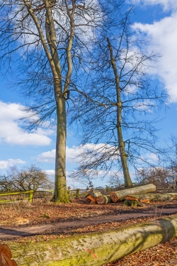 Überhälter am Waldrand