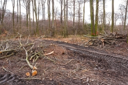 Bodenverdichtung durch tonnenschwere Holztransporter