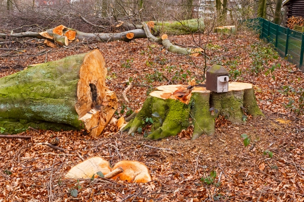 Schutz höhlenbrütender Vögel in Bottrop
