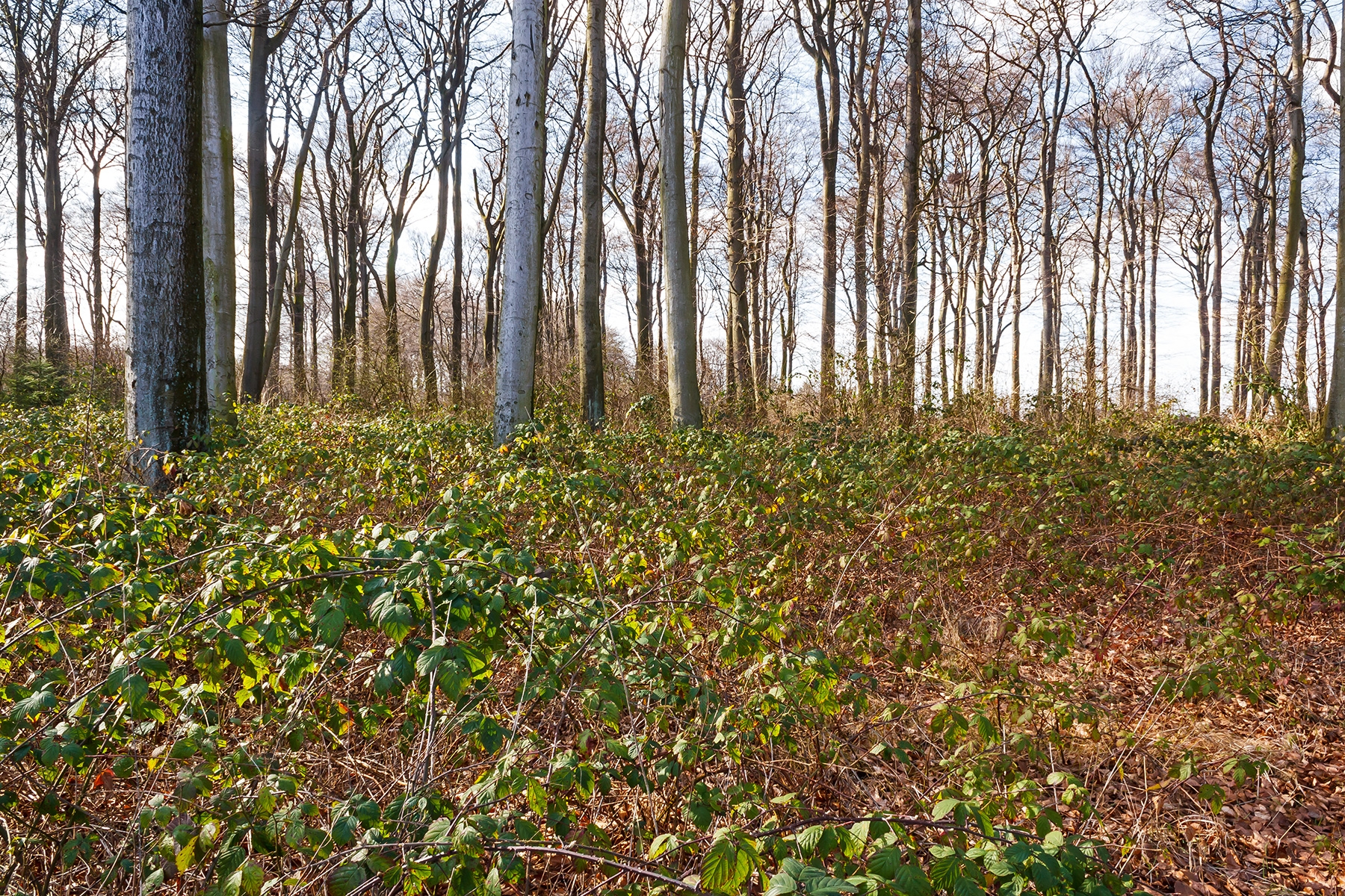 Brombeere mit 100% Deckungsgrad verhindern jede Naturverjüngung