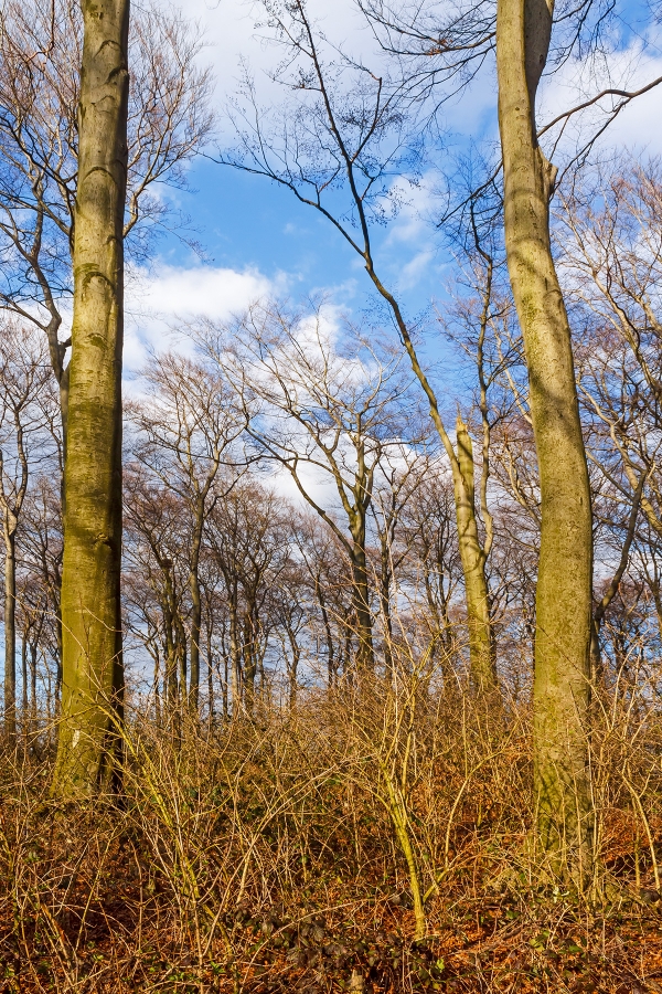 Brombeer- und Holunderdickicht. halbrechts Buche mit Teilkronenabbruch