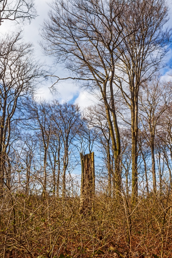 Brombeer- und Holundergestrüpp um Hochstubben