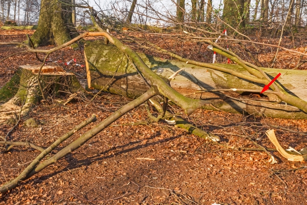 gefällter Baum mit offener Großhöhle