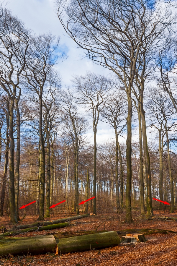 4 weitere Buchen sind zur Fällung markiert