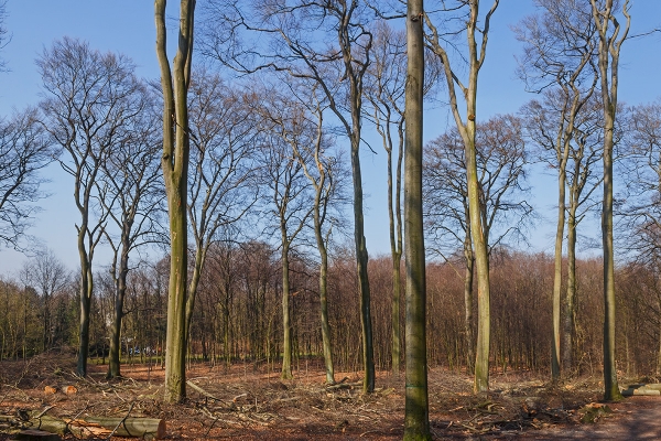 "Waldpflege" am Schrülkampweg