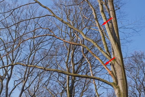 abgestorbener Ast bei Buche am Schrülkampweg